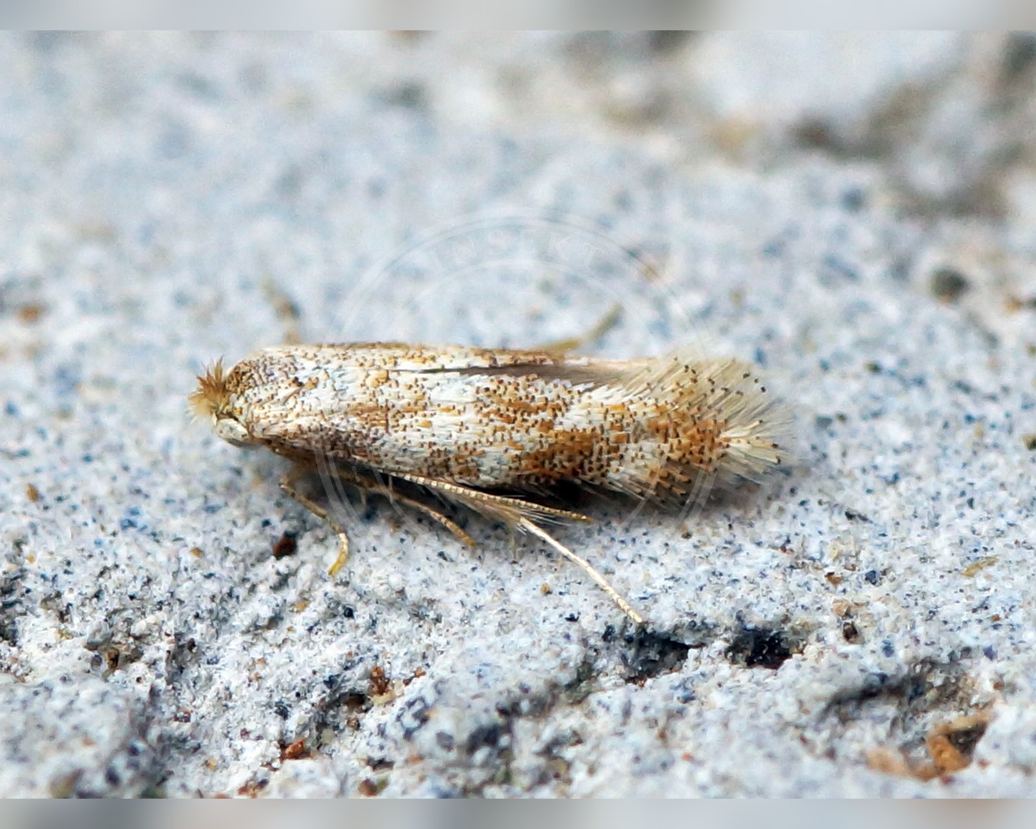Her ses et billede af arten Bucculatrix bechsteinella. Fotoet er taget af Ben Sale og hentet fra Wikimedia Commons (CC BY 2.0).