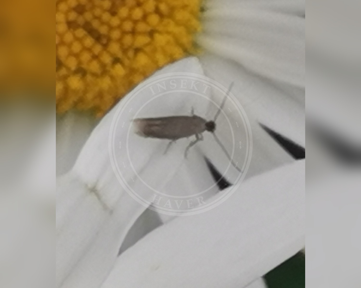 Her ses et billede af arten Bucculatrix cristatella. Billedet er hentet fra iNaturalist (CC0).