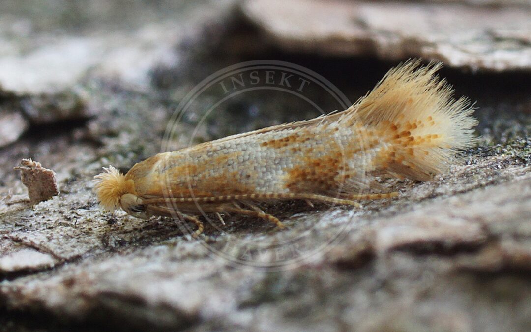 Bucculatrix demaryella – Bucculatrix demaryella