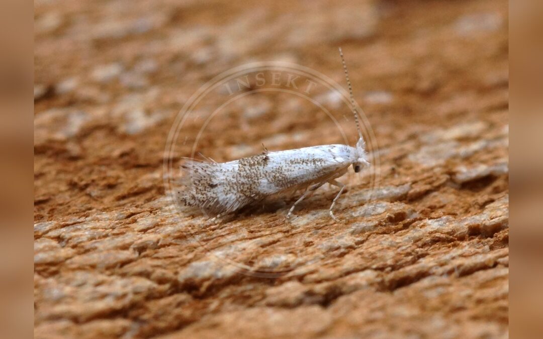 Bucculatrix frangutella – Bucculatrix frangutella