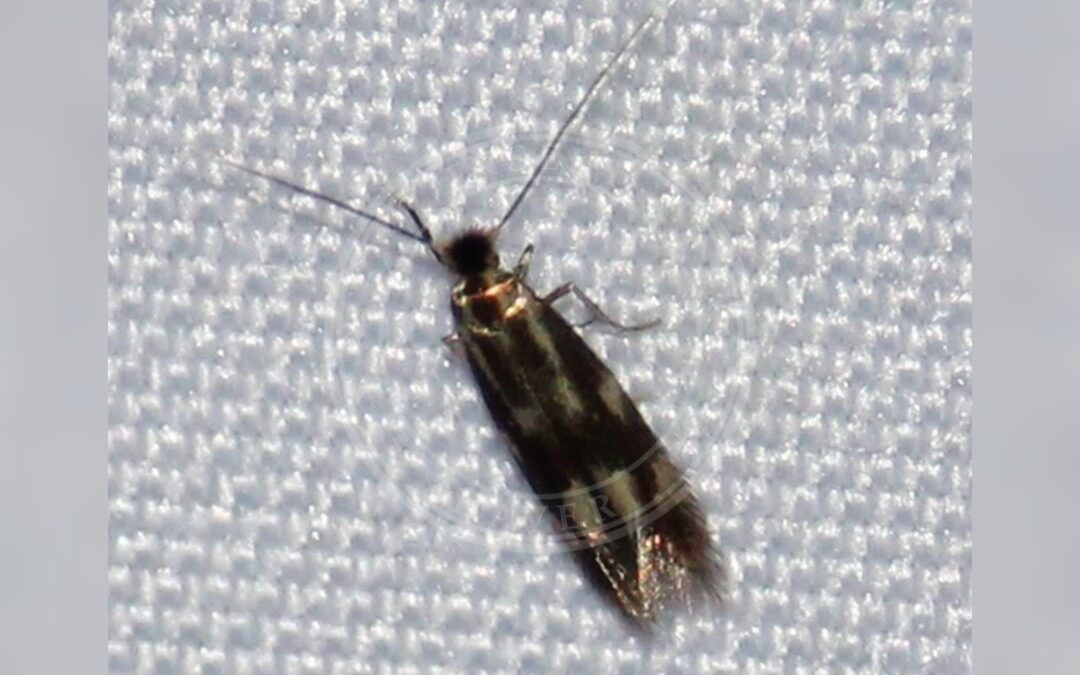 Bucculatrix nigricomella – Bucculatrix nigricomella