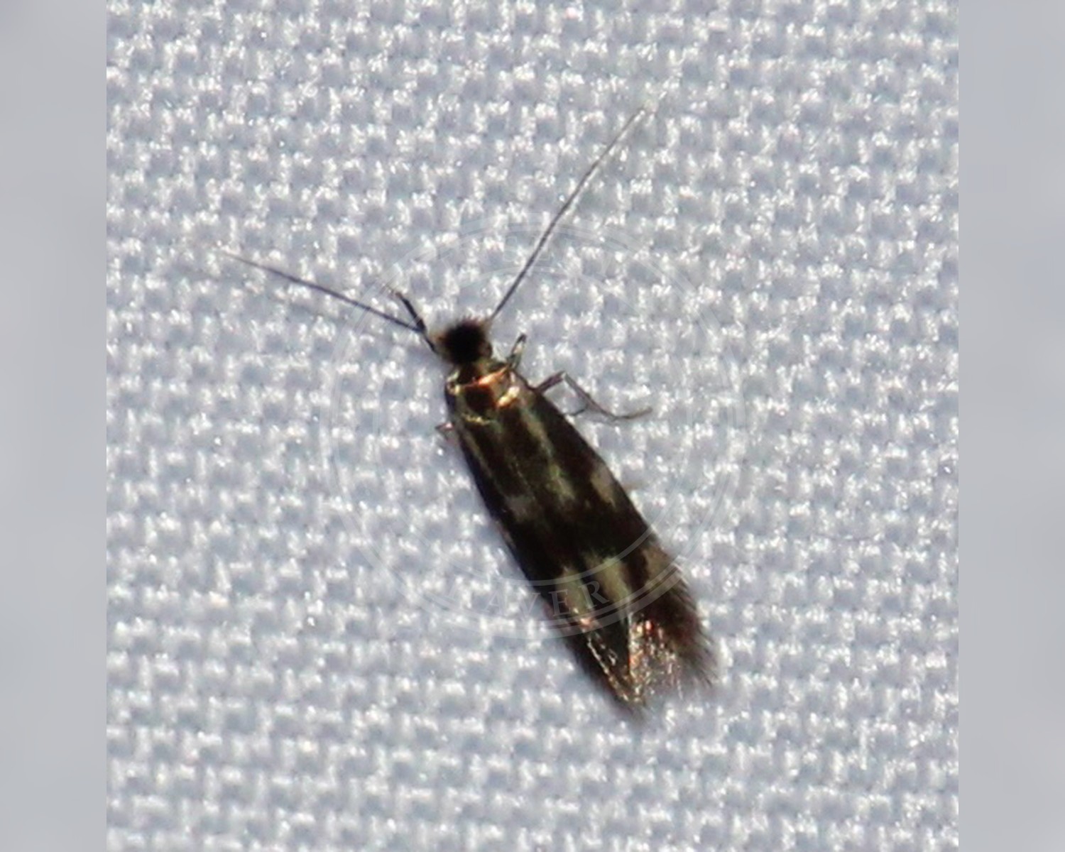 Her ses et billede af arten Bucculatrix nigricomella. Fotoet er taget af Dylan Findlay og hentet fra iNaturalist (CC BY).