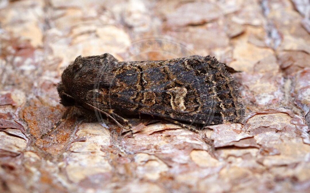 Bunkeugle – Tholera cespitis