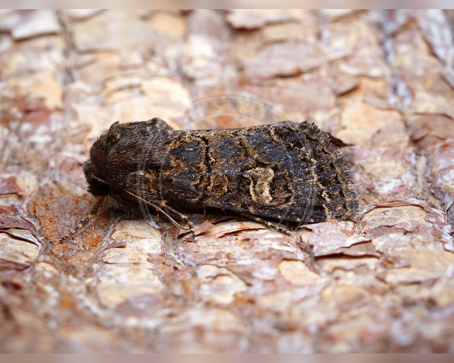Her ses et billede af arten Bunkeugle (Tholera cespitis). Fotoet er taget af Ben Sale og hentet fra Wikimedia Commons (CC BY 2.0).