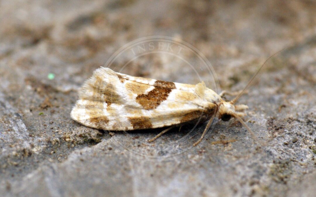 Her ses et billede af arten Burrevikler (Aethes rubigana). Fotoet er taget af Ben Sale og hentet fra Wikimedia Commons (CC BY 2.0).