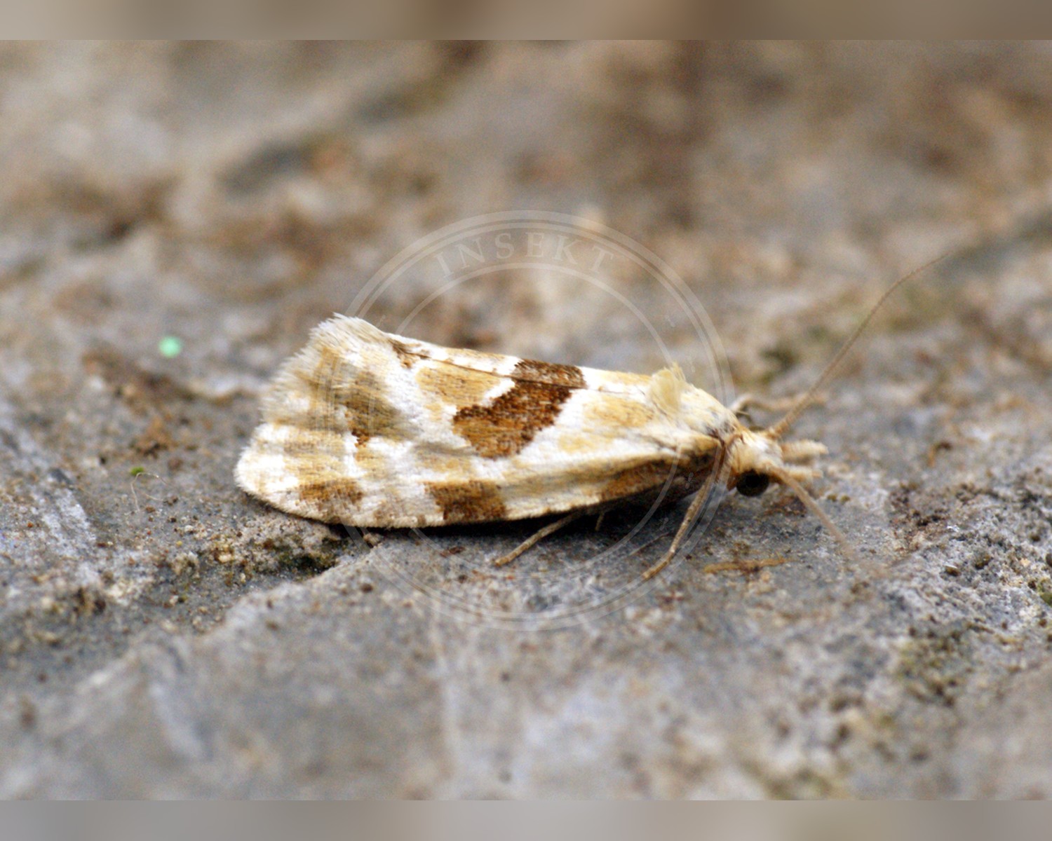 Her ses et billede af arten Burrevikler (Aethes rubigana). Fotoet er taget af Ben Sale og hentet fra Wikimedia Commons (CC BY 2.0).