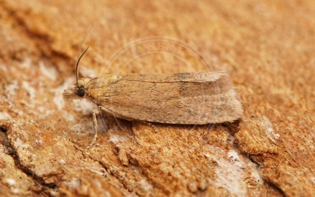 Her ses et billede af arten Bynkerodvikler (Celypha rufana). Fotoet er taget af Ben Sale og hentet fra Wikimedia Commons (CC BY 2.0).