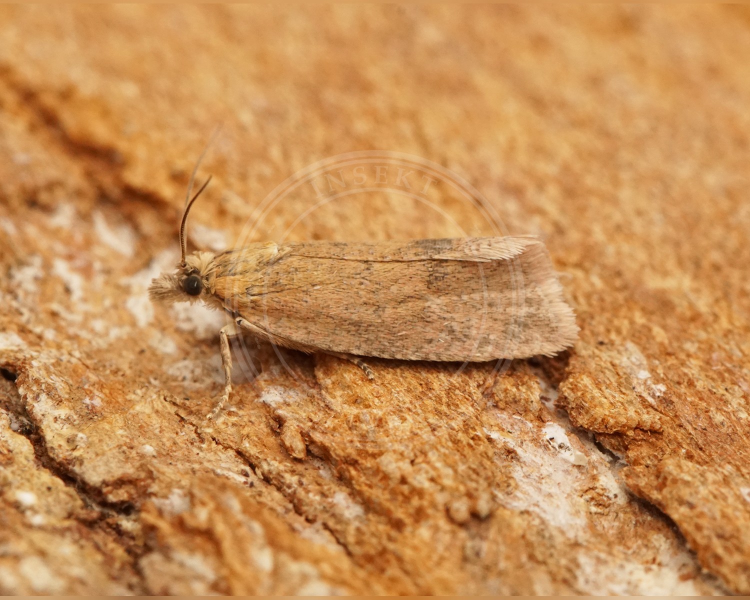 Her ses et billede af arten Bynkerodvikler (Celypha rufana). Fotoet er taget af Ben Sale og hentet fra Wikimedia Commons (CC BY 2.0).