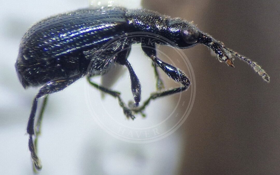 Her ses et billede af arten Caenorhinus mannerheimii. Fotoet er taget af Halvard Hatlen og hentet fra GBIF (CC-BY).