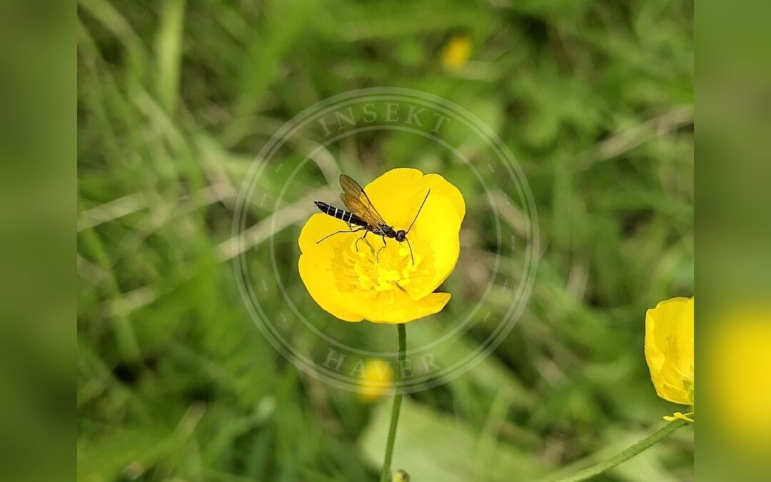 Her ses et billede af arten Calameuta filiformis. Fotoet er taget af dcs24 og hentet fra iNaturalist (CC BY).
