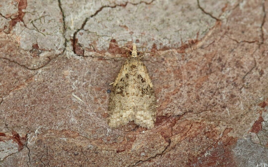 Her ses et billede af arten Capua vulgana. Fotoet er taget af Nigel Voaden og hentet fra iNaturalist (CC BY).