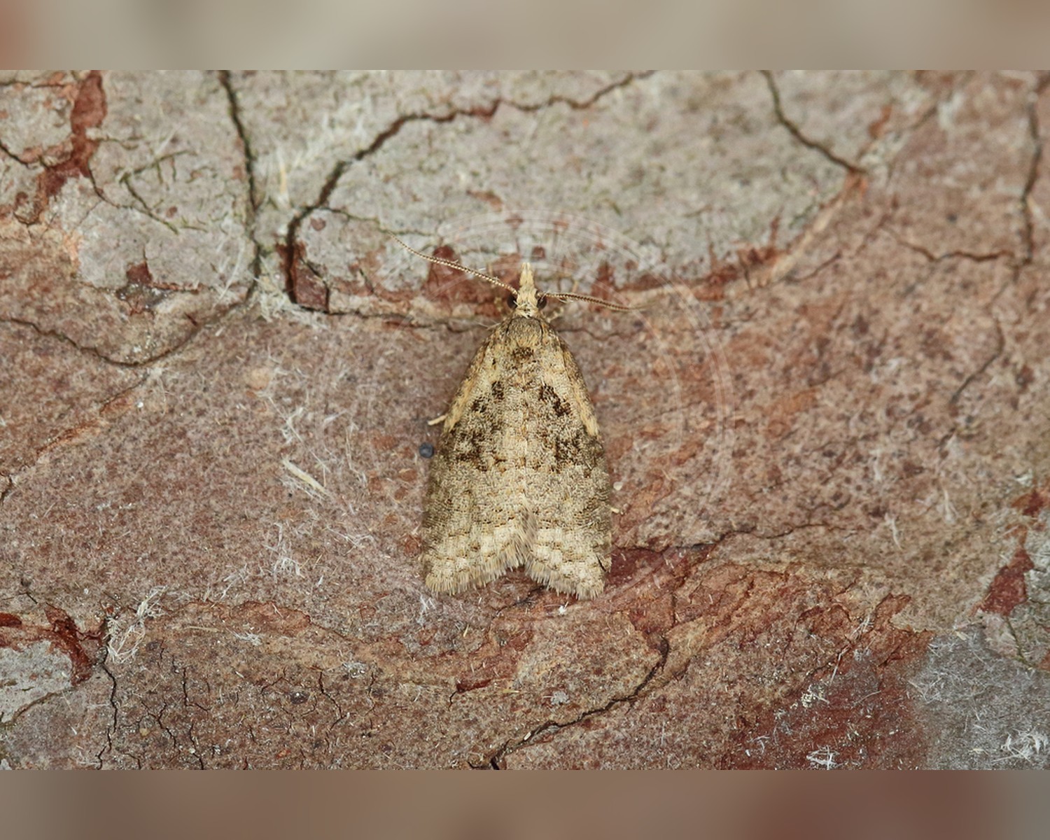 Her ses et billede af arten Capua vulgana. Fotoet er taget af Nigel Voaden og hentet fra iNaturalist (CC BY).