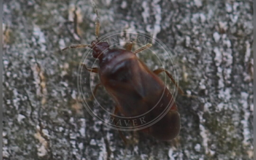 Her ses et billede af arten Cardiastethus fasciiventris. Fotoet er taget af Slimguy og hentet fra Wikimedia Commons (CC BY-SA 4.0).