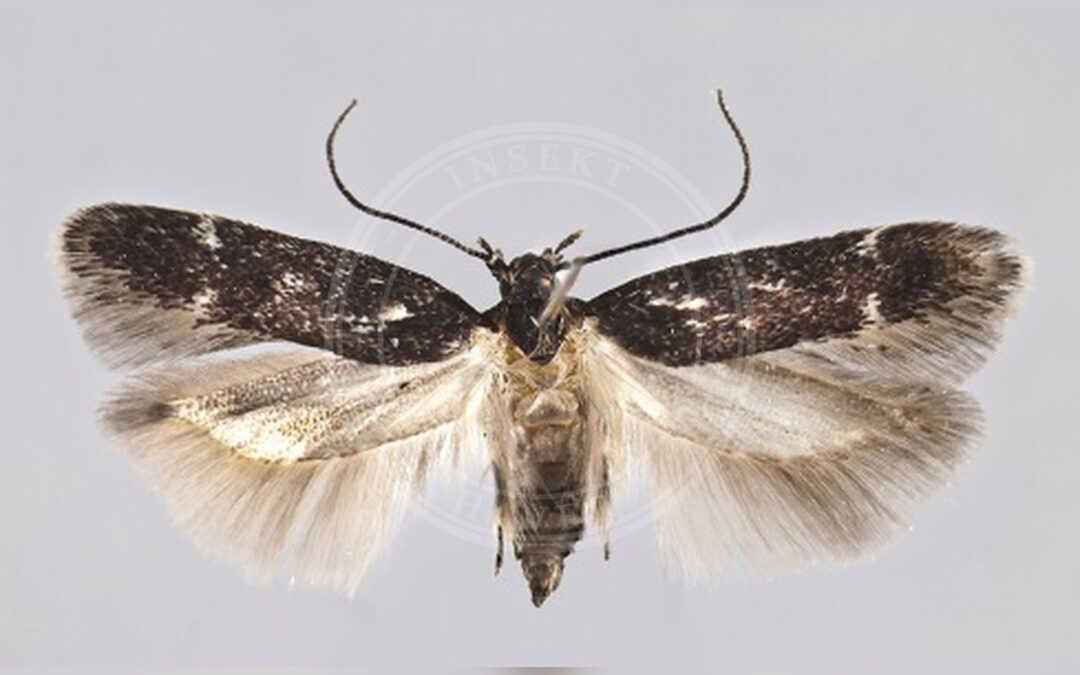 Caryocolum amaurella