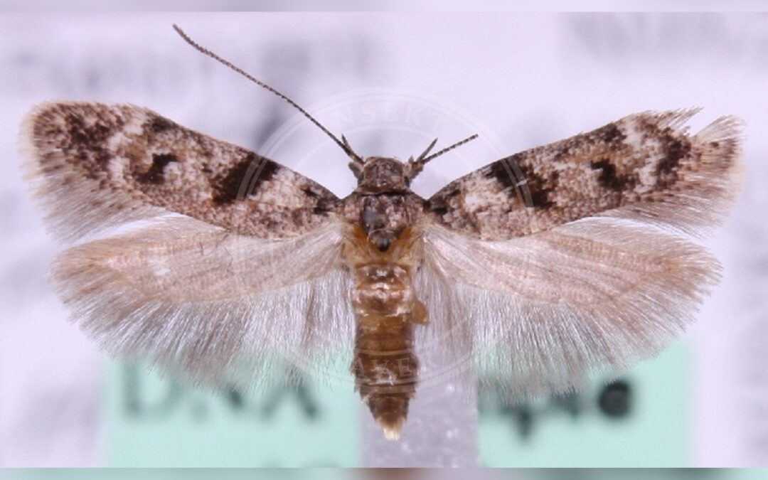 Caryocolum blandulella – Caryocolum blandulella