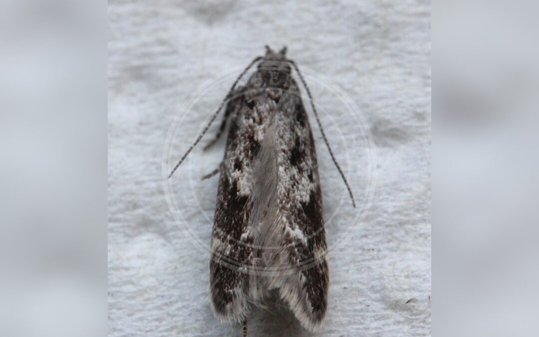 Caryocolum cassella – Caryocolum cassella