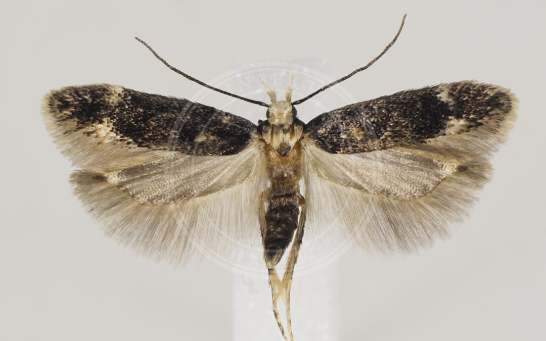 Caryocolum cauligenella – Caryocolum cauligenella