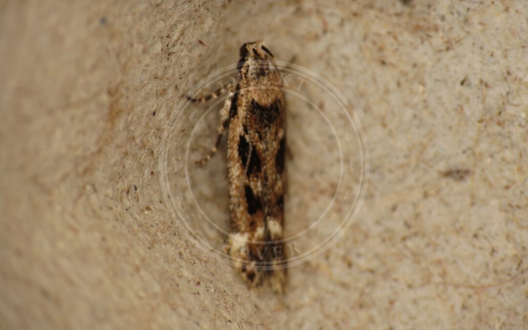 Caryocolum fischerella – Caryocolum fischerella