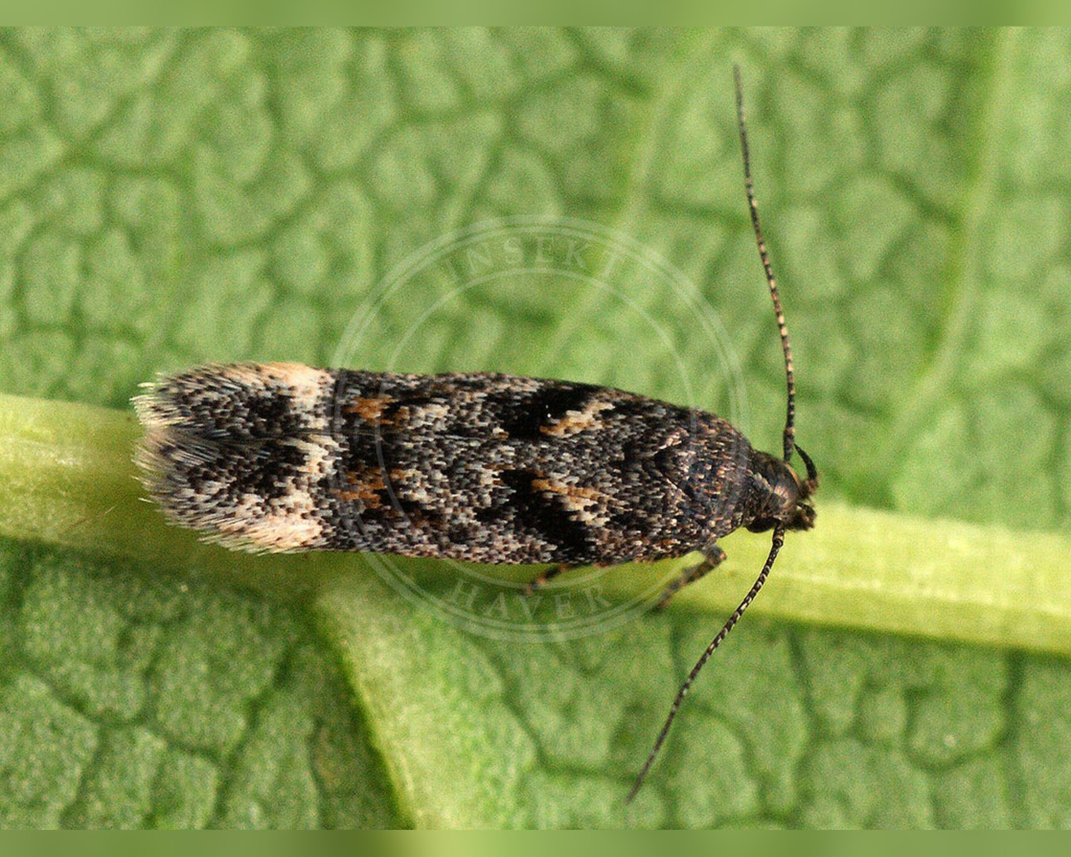 Her ses et billede af arten Caryocolum junctella. Fotoet er taget af Ilia Ustyantsev og hentet fra Wikimedia Commons (CC BY-SA 2.0).