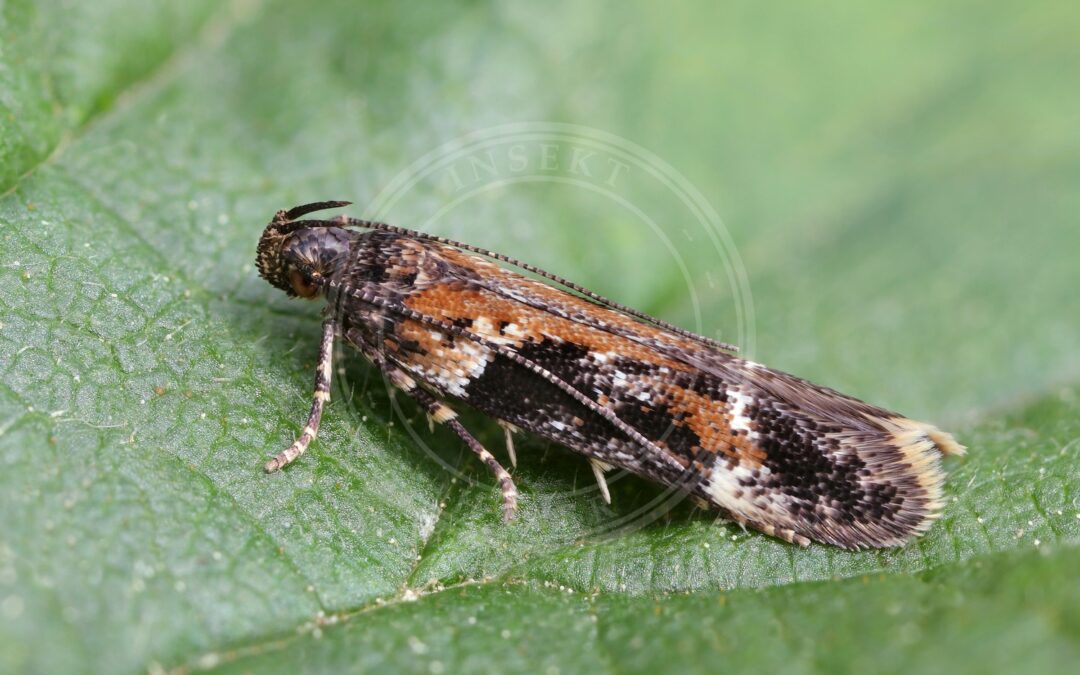 Her ses et billede af arten Caryocolum tricolorella. Fotoet er taget af Patrick Clement og hentet fra Wikimedia Commons (CC BY 2.0).
