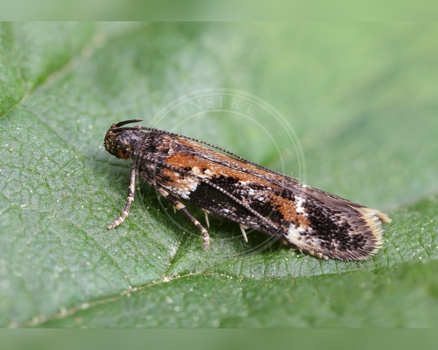 Her ses et billede af arten Caryocolum tricolorella. Fotoet er taget af Patrick Clement og hentet fra Wikimedia Commons (CC BY 2.0).