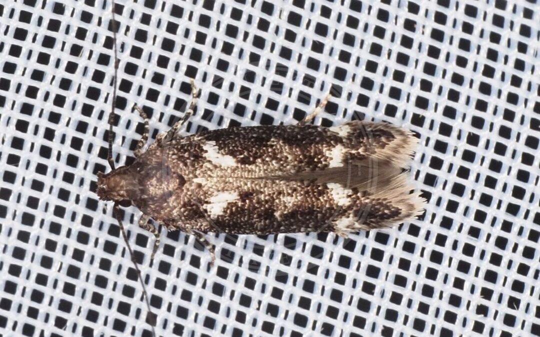 Caryocolum vicinella – Caryocolum vicinella