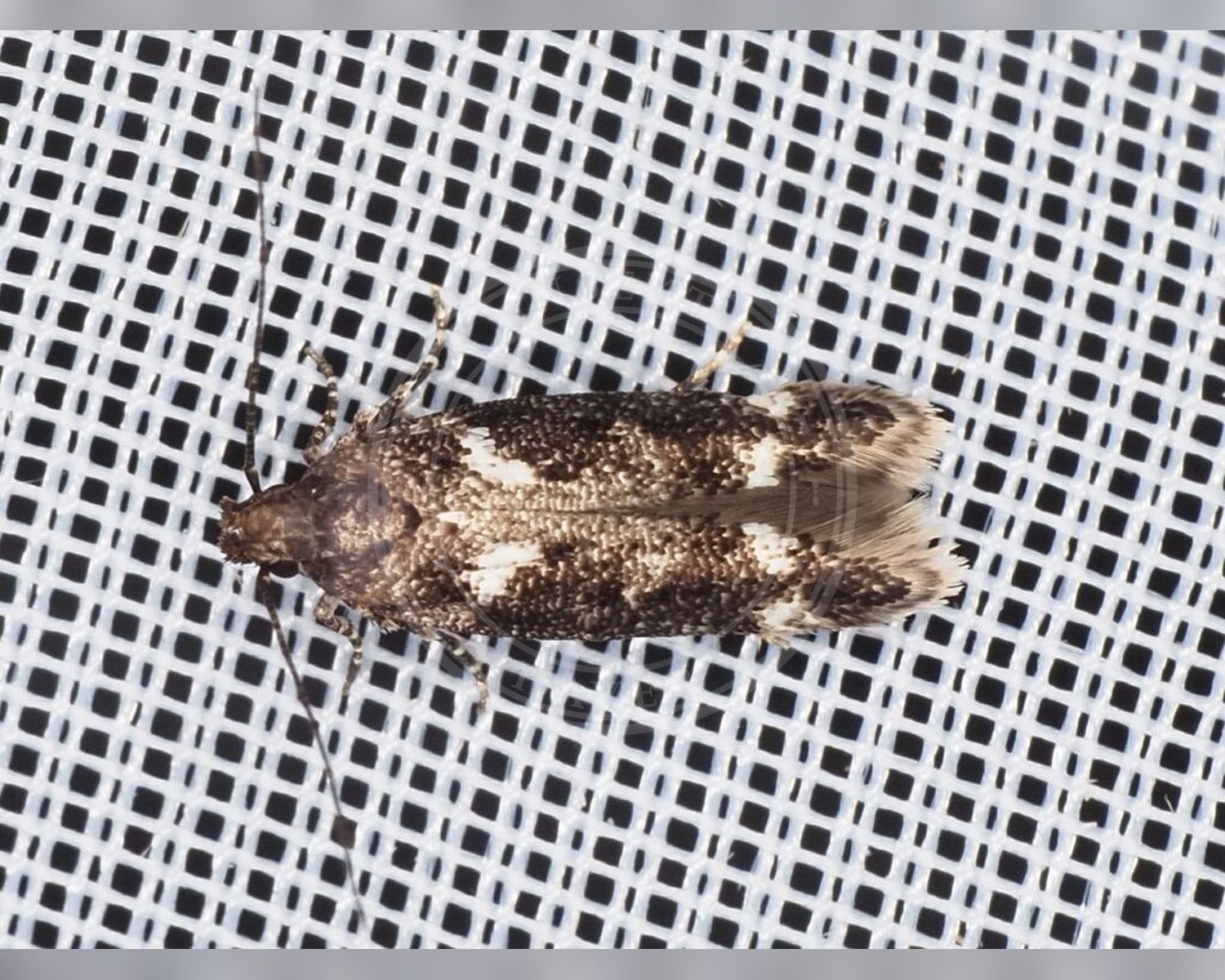Her ses et billede af arten Caryocolum vicinella. Fotoet er taget af Michael Knapp og hentet fra iNaturalist (CC BY).