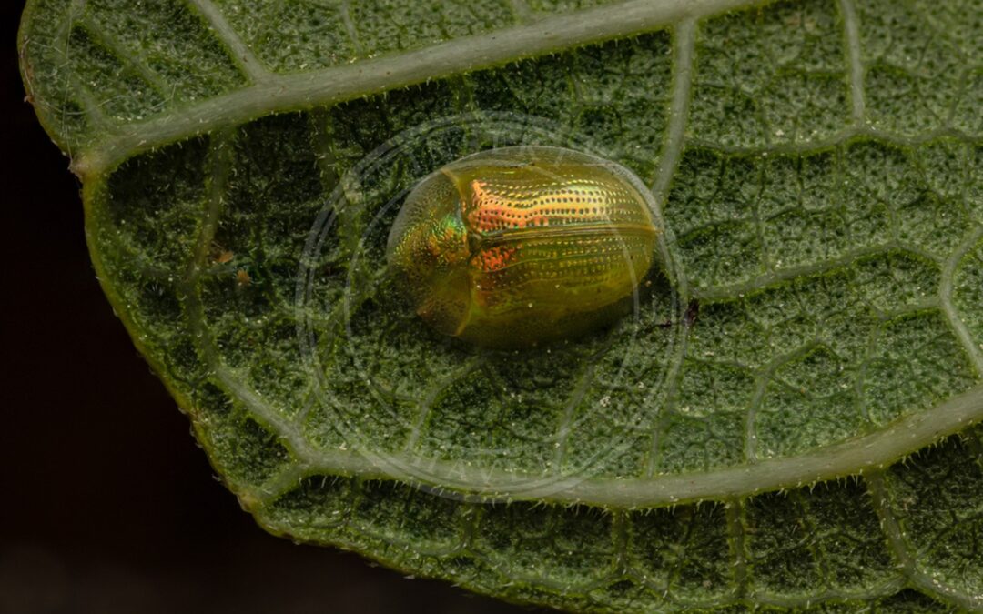 Her ses et billede af arten Cassida margaritacea. Fotoet er taget af Ioannis Magouras og hentet fra iNaturalist (CC BY).