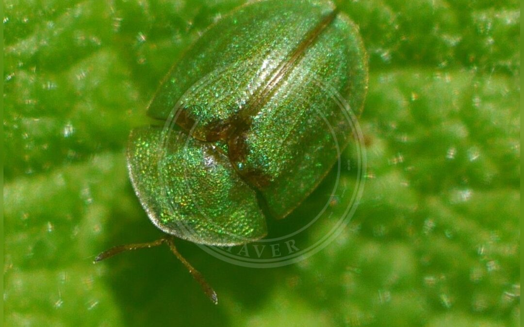 Her ses et billede af arten Cassida prasina. Fotoet er taget af Roman og hentet fra iNaturalist (CC BY).