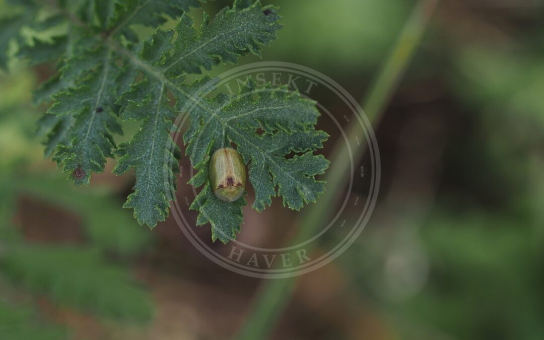 Cassida stigmatica – Cassida stigmatica