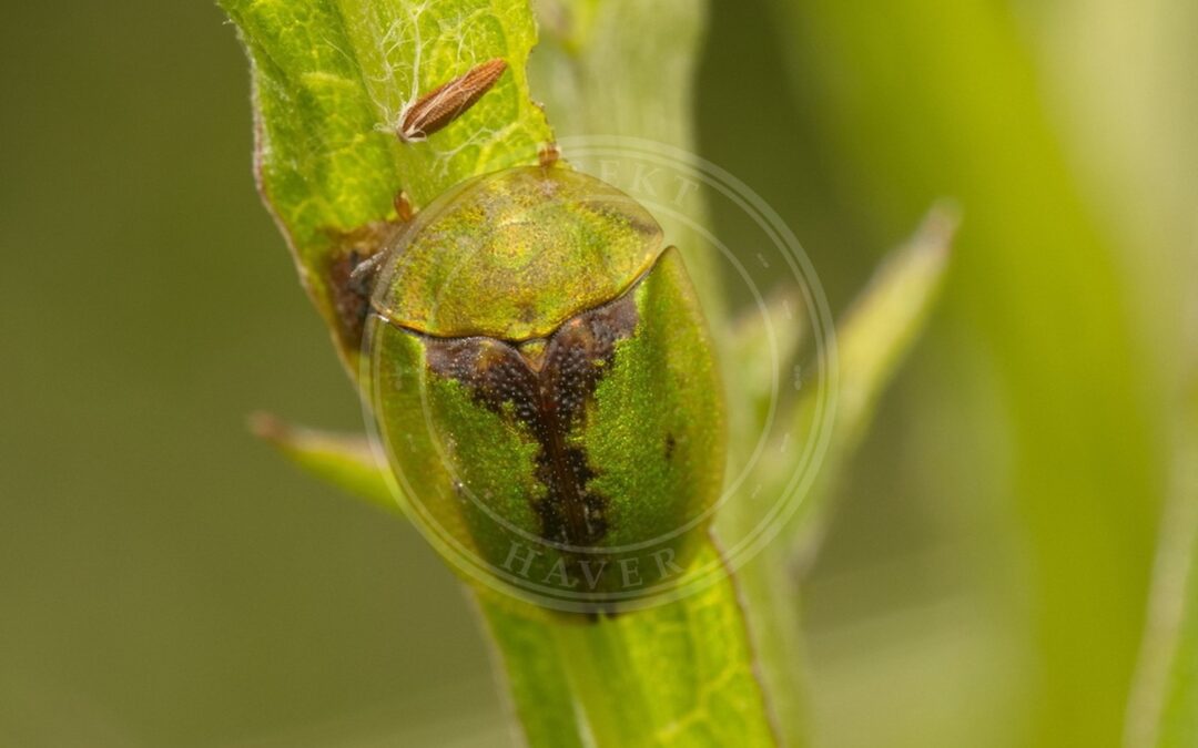 Cassida vibex – Cassida vibex