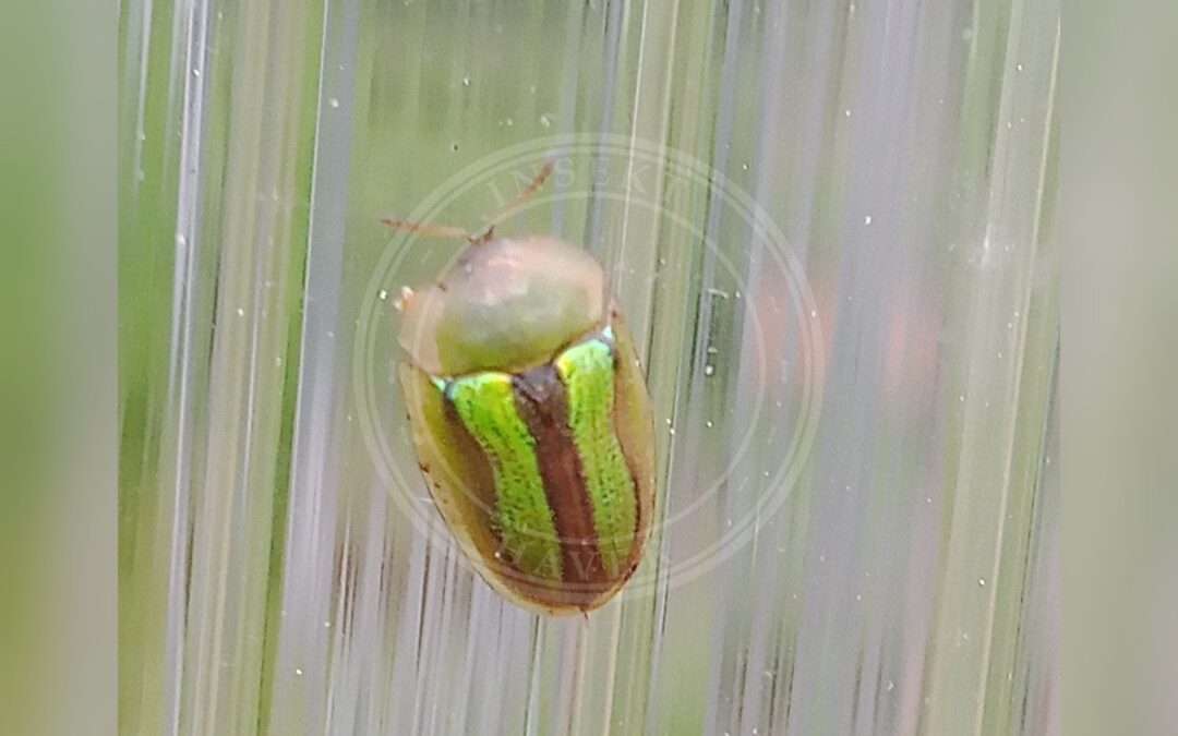 Cassida vittata – Cassida vittata