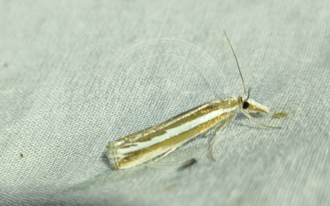 Catoptria fulgidella – Catoptria fulgidella