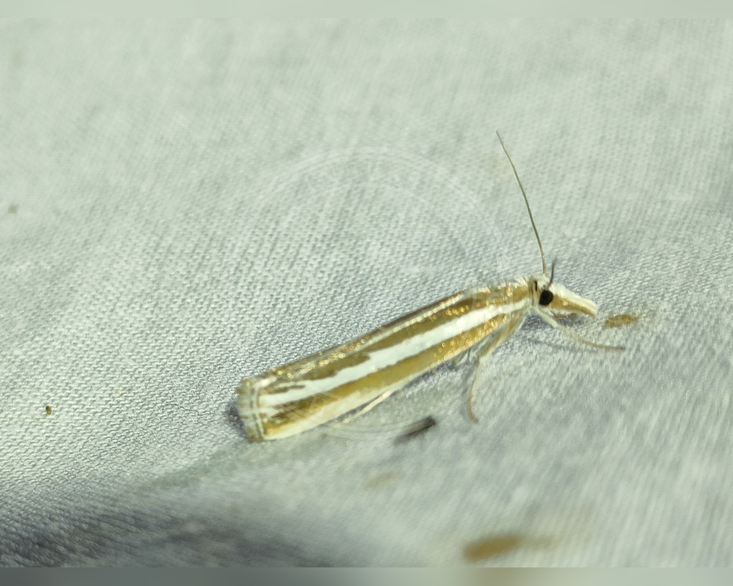 Her ses et billede af arten Catoptria fulgidella. Fotoet er taget af kike Vergara og hentet fra iNaturalist (CC BY).