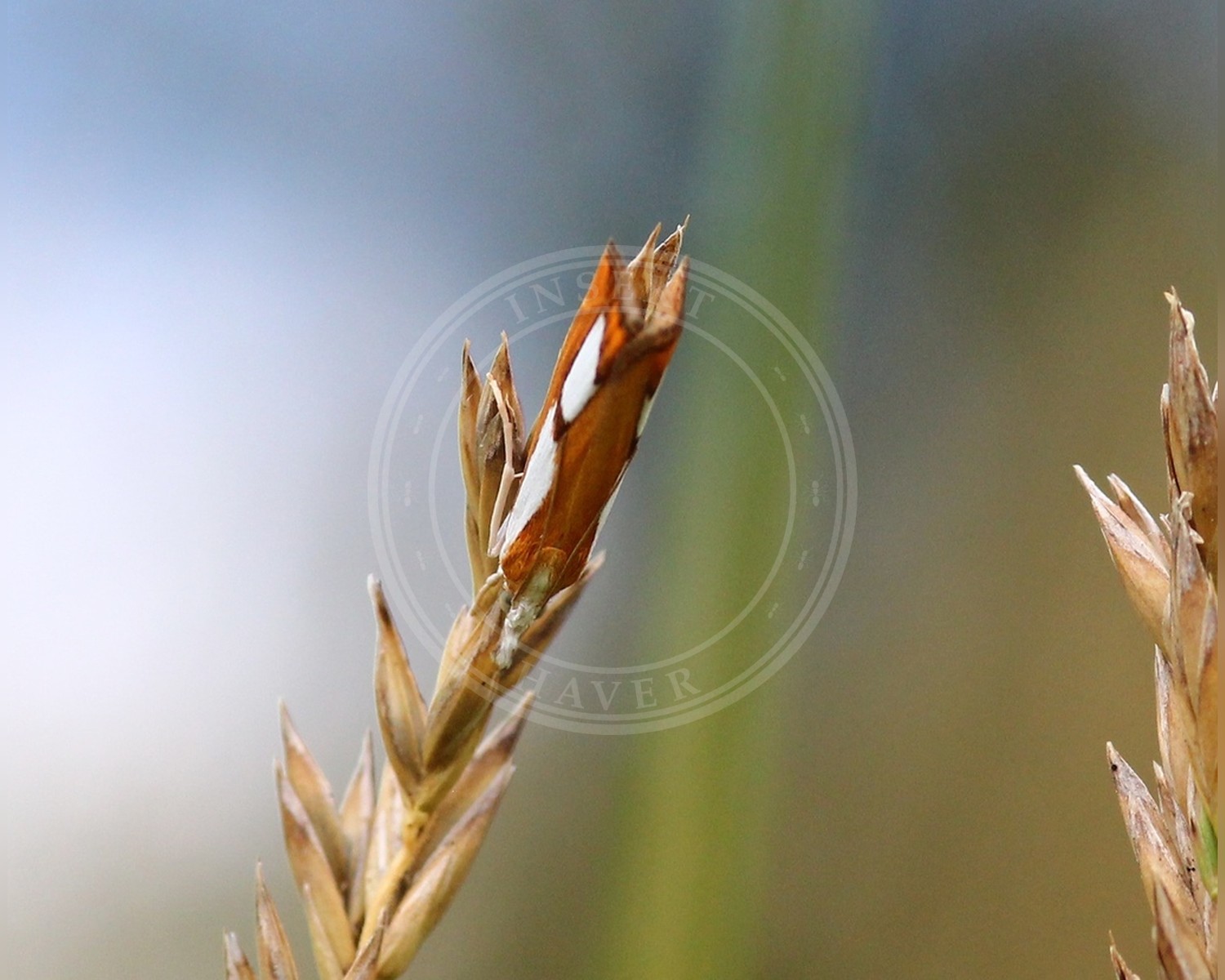 Her ses et billede af arten Catoptria pinella. Fotoet er taget af Stefan Haag og hentet fra iNaturalist (CC BY).