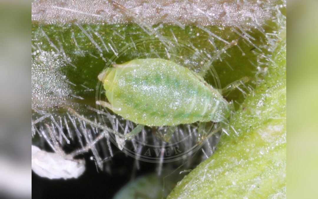 Her ses et billede af arten Cavariella theobaldi. Fotoet er taget af Ilkka Tuunainen og hentet fra iNaturalist (CC BY-SA).