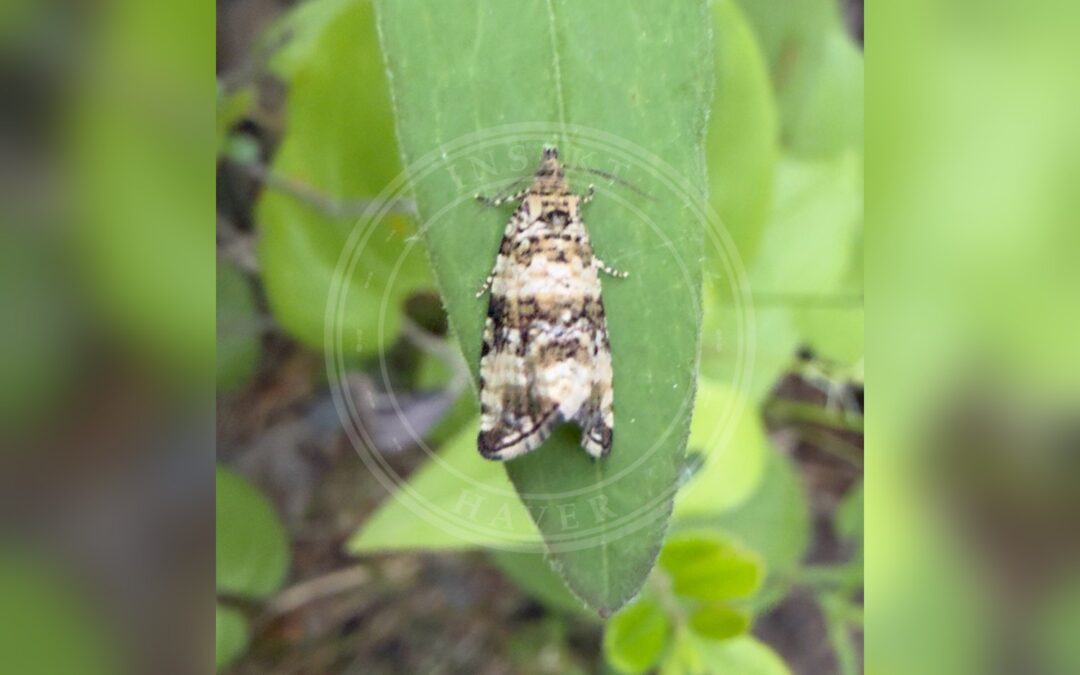 Her ses et billede af arten Celypha rurestrana. Fotoet er taget af Pyry Liedes og hentet fra iNaturalist (CC BY).