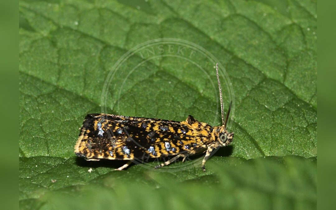 Her ses et billede af arten Celypha siderana. Fotoet er taget af Line Sabroe og hentet fra Wikimedia Commons (CC BY 2.0).