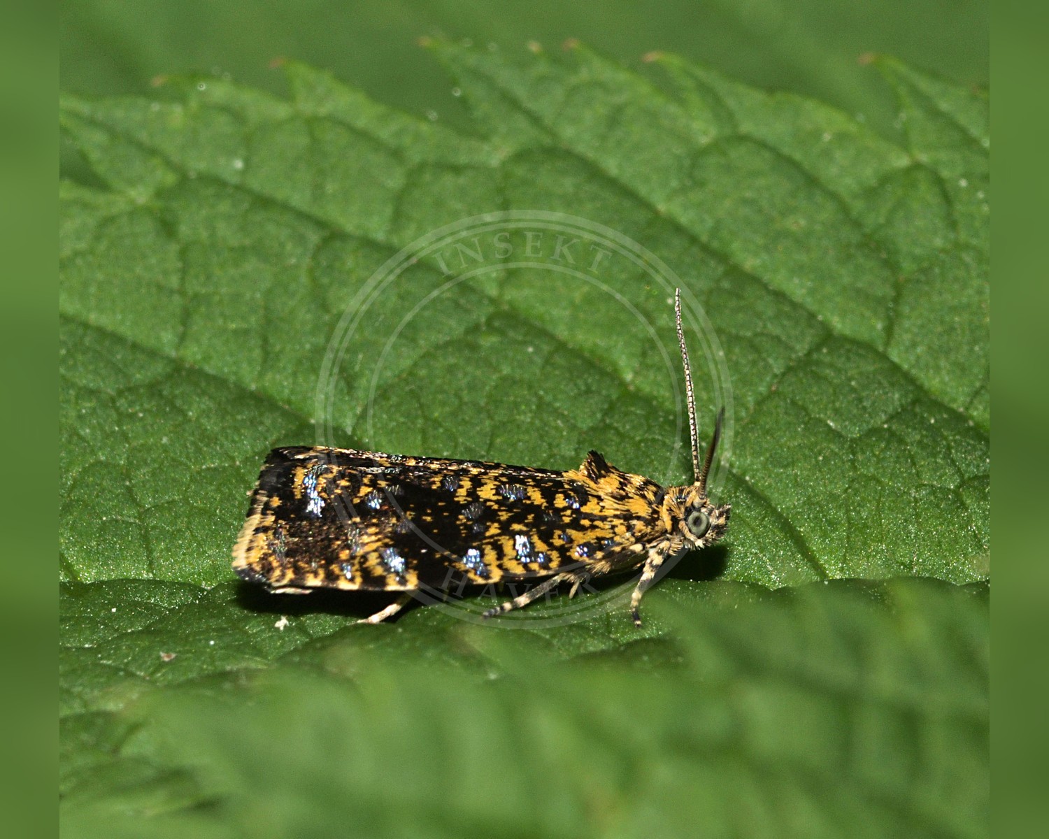 Her ses et billede af arten Celypha siderana. Fotoet er taget af Line Sabroe og hentet fra Wikimedia Commons (CC BY 2.0).