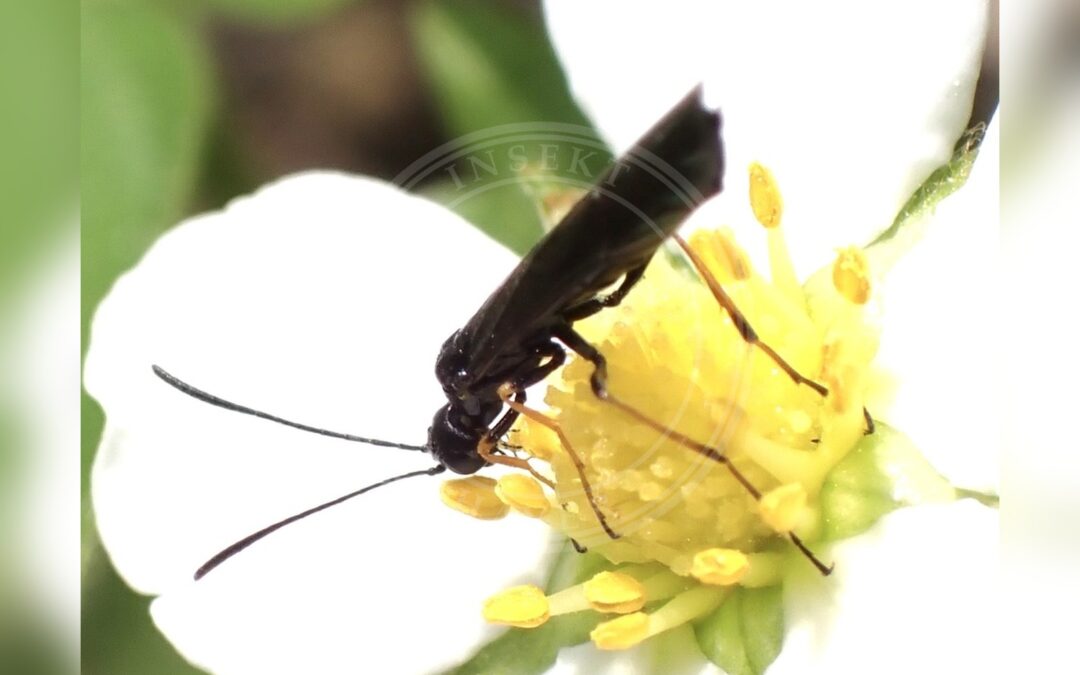 Her ses et billede af arten Cephus nigrinus. Billedet er hentet fra iNaturalist (CC0).