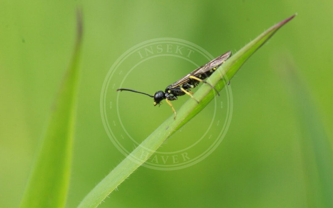 Her ses et billede af arten Cephus spinipes. Fotoet er taget af Shane Austin og hentet fra iNaturalist (CC BY).