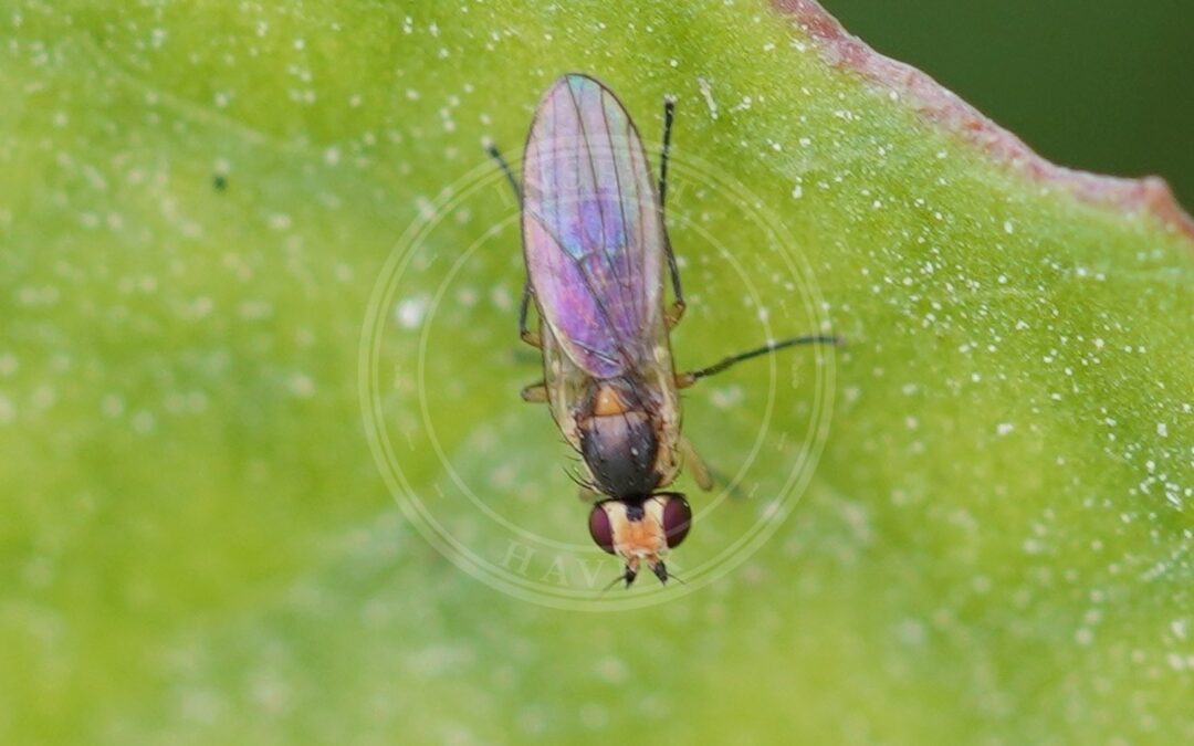 Her ses et billede af arten Cerodontha denticornis. Fotoet er taget af AfroBrazilian og hentet fra Wikimedia Commons (CC BY-SA 4.0).