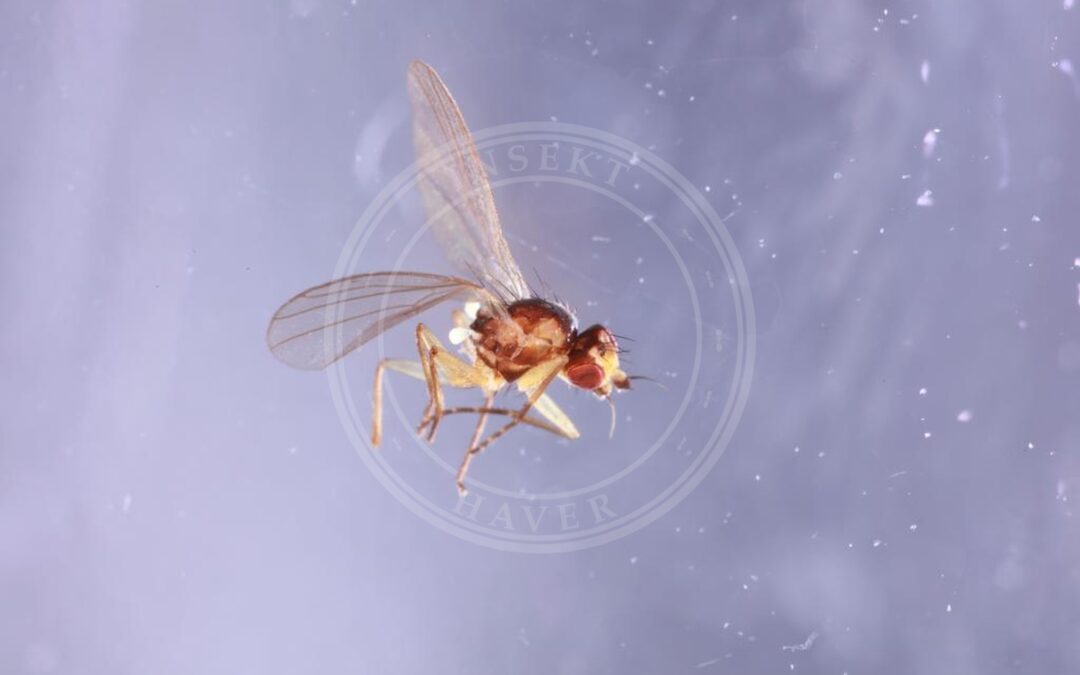 Her ses et billede af arten Cerodontha fulvipes. Billedet er hentet fra GBIF (CC-BY).