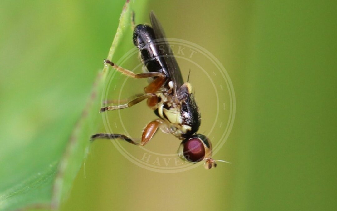 Her ses et billede af arten Cetema elongatum. Fotoet er taget af AfroBrazilian og hentet fra Wikimedia Commons (CC BY-SA 4.0).