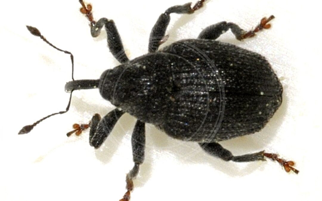 Ceutorhynchus alliariae – Ceutorhynchus alliariae