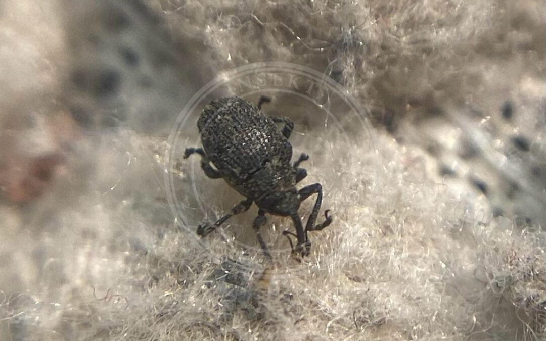 Her ses et billede af arten Ceutorhynchus griseus. Fotoet er taget af Tóth Norbert og hentet fra izeltlabuak.hu observations validated to species level (CC-BY).
