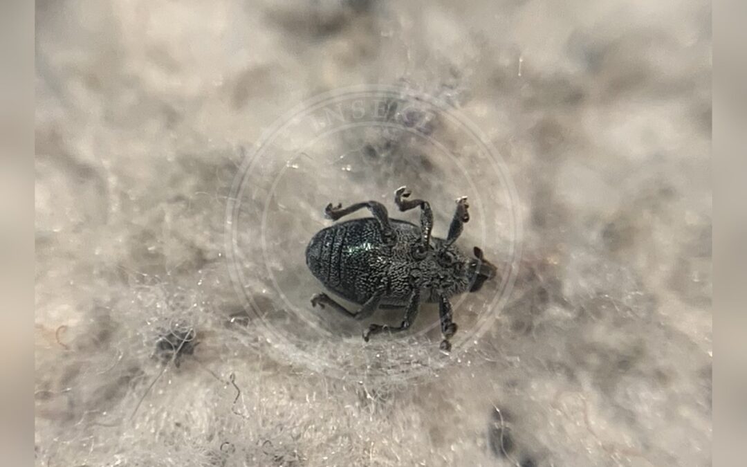 Her ses et billede af arten Ceutorhynchus ignitus. Fotoet er taget af Tóth Norbert og hentet fra izeltlabuak.hu observations validated to species level (CC-BY).