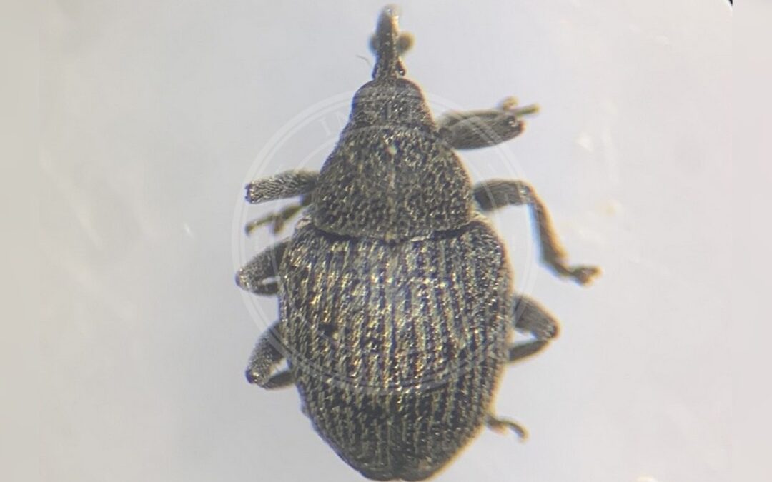 Her ses et billede af arten Ceutorhynchus inaffectatus. Fotoet er taget af Svein Almedal og hentet fra Kartleggingsmidler Sabima (CC-BY).