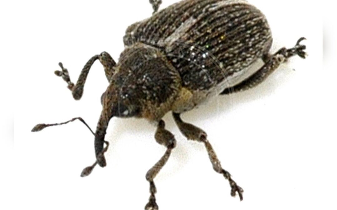 Her ses et billede af arten Ceutorhynchus typhae. Fotoet er taget af Francisco Welter-Schultes og hentet fra Wikimedia Commons (CC0).