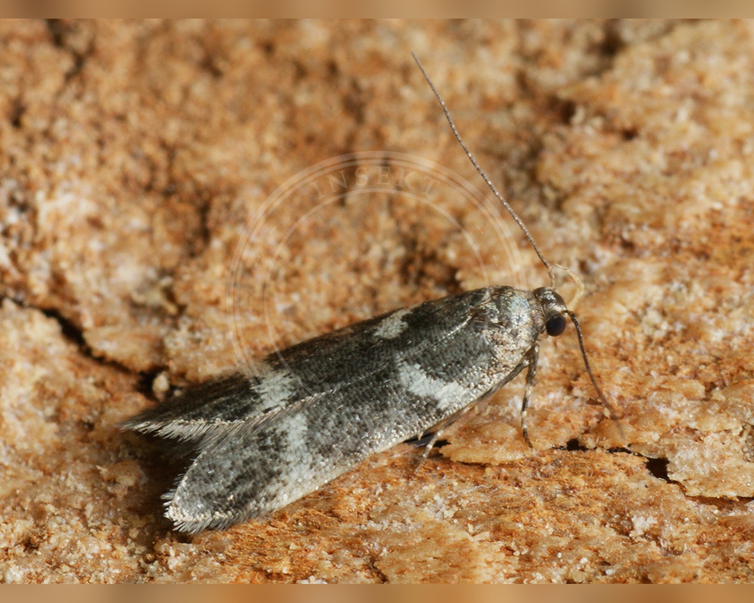 Her ses et billede af arten Chionodes lugubrella. Fotoet er taget af Ilia Ustyantsev og hentet fra Wikimedia Commons (CC BY-SA 2.0).
